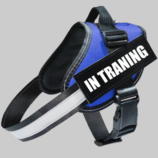 Dog wearing reflective harness during outdoor walk