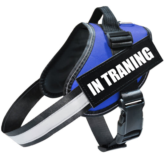 Dog wearing reflective harness during outdoor walk