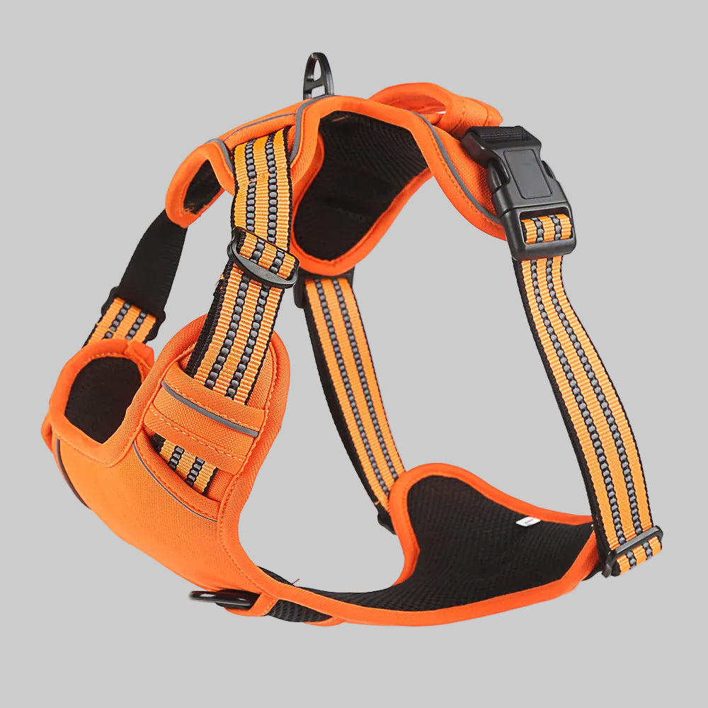 Reflective dog harness designed to improve visibility during low-light walks.